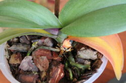Dlaczego liście orchidei Phalaenopsis żółkną? Jaki jest powód i co robić?