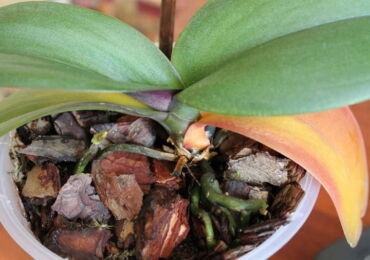 Pourquoi les feuilles de l'orchidée phalaenopsis jaunissent-elles? Quelle est la raison et que faire?