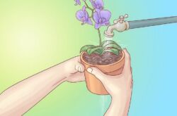 Comment arroser une orchidée à la maison. Arrosage du haut et du bas des orchidées, trempage et fréquence