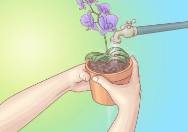 Comment arroser une orchidée à la maison. Arrosage, trempage et fréquence des orchidées en haut et en bas