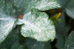 Plaque sur les feuilles des plantes - comment se débarrasser des causes d'apparition. Floraison blanche et noire sur les feuilles, floraison rouge