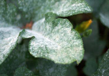Plaque sur les feuilles des plantes - comment se débarrasser des causes d'apparition. Floraison blanche et noire sur les feuilles, floraison rouge