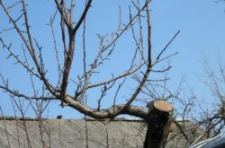 Comment tailler un pommier au printemps: calendrier et schéma pour les vieux et les jeunes arbres
