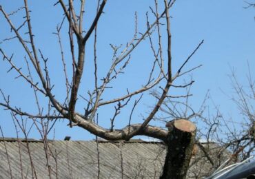 Comment tailler un pommier au printemps: calendrier et schéma pour les vieux et les jeunes arbres
