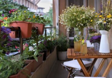 Plantes grimpantes pour le balcon: fleurs à croissance rapide, vivaces et annuelles