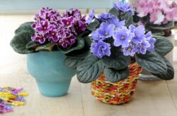 Violettes - soins à domicile. Culture de violettes, repiquage et reproduction. Description, types. Une photo