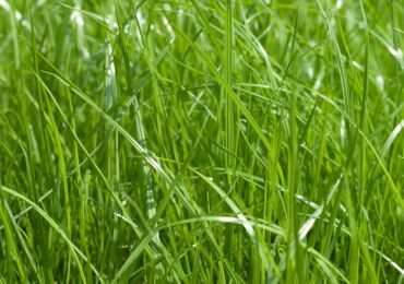 Ray-grass vivace - plantation et entretien en plein champ. Cultiver du ray-grass à partir de graines. Description, types. Une photo