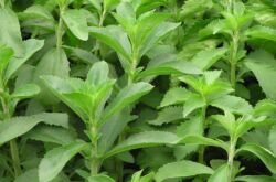 Stevia: plantation et entretien en plein champ, culture, propriétés médicinales