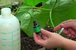 L'iode et les légumes verts augmenteront le rendement des concombres