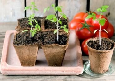 Comment nourrir les plants de tomates