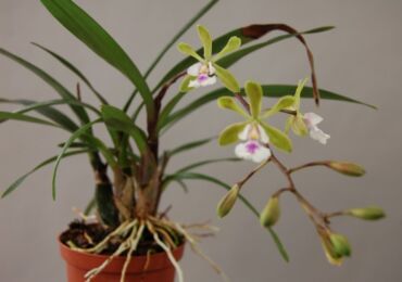 Orchidée Epidendrum