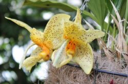 Orchidée Stangopea