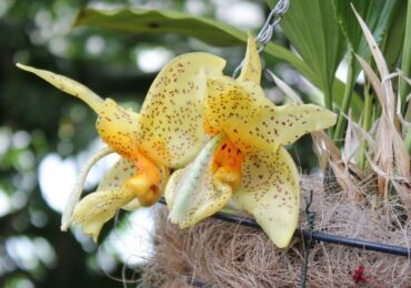 Orchidée Stangopeya