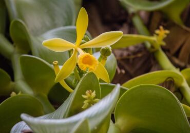 Orchidée à la vanille (Orchidée à la vanille)
