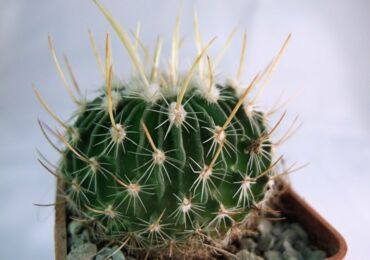 Plante Echinocactus