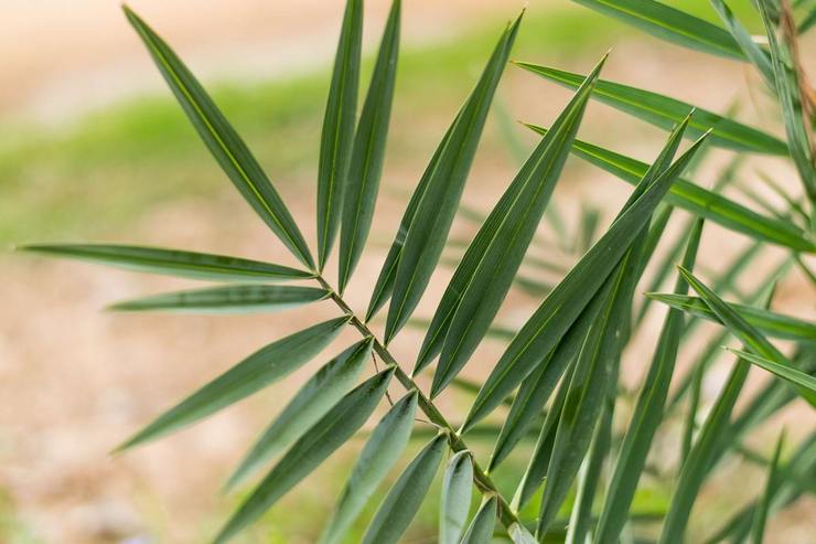 Description du palmier dattier
