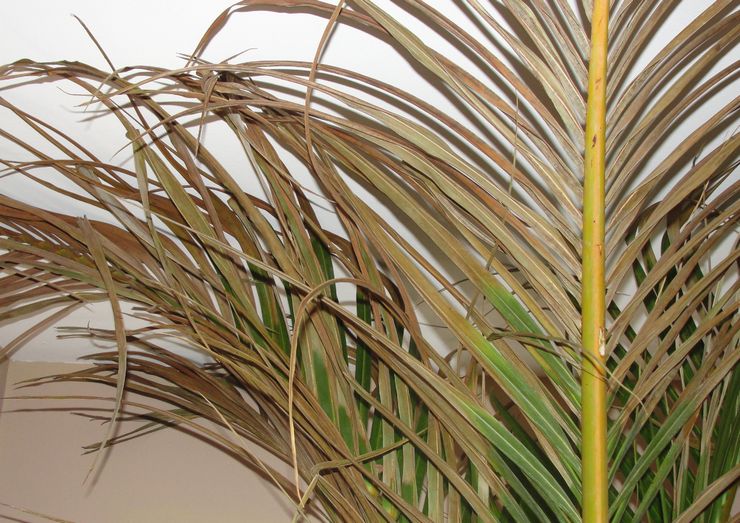 Difficultés à cultiver un palmier dattier