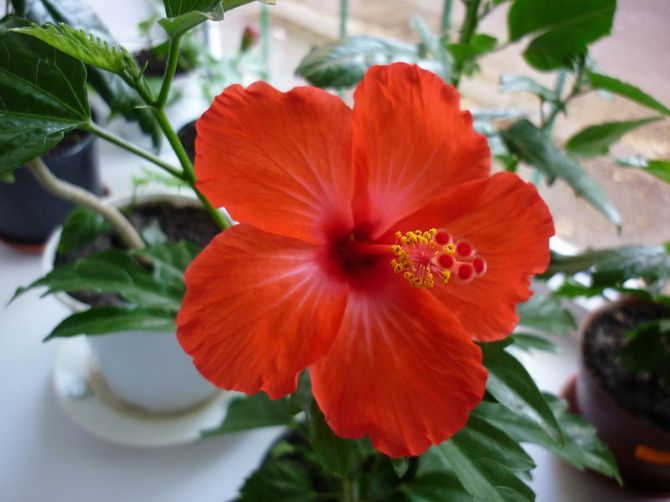 L'hibiscus a besoin de pulvérisations fréquentes, car la fleur aime une humidité élevée.