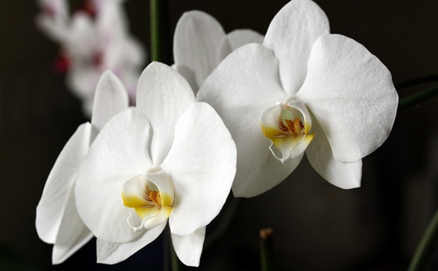 Orchidée Dendrobium nobile
