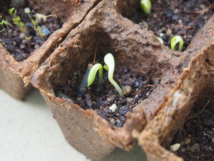 Cultiver un dahlia à partir de graines