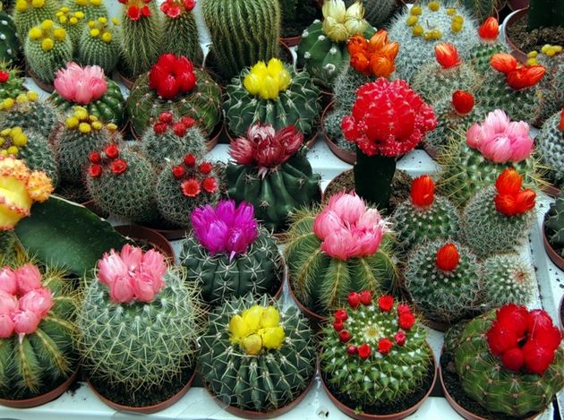 Peu de gens savent, par exemple, que les cactus fleurissent. Et tout le monde s'épanouit