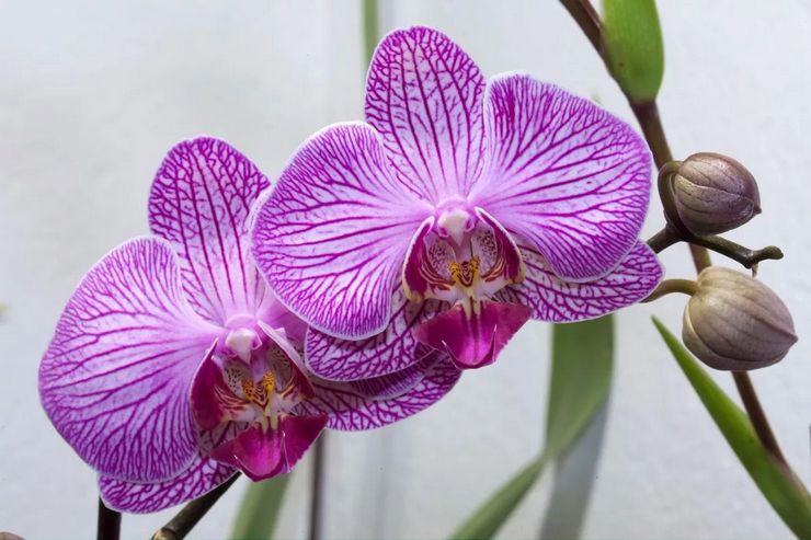 Description de l'orchidée phalaenopsis