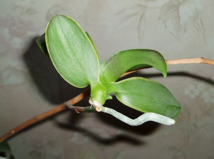 Méthodes de reproduction de l'orchidée phalaenopsis