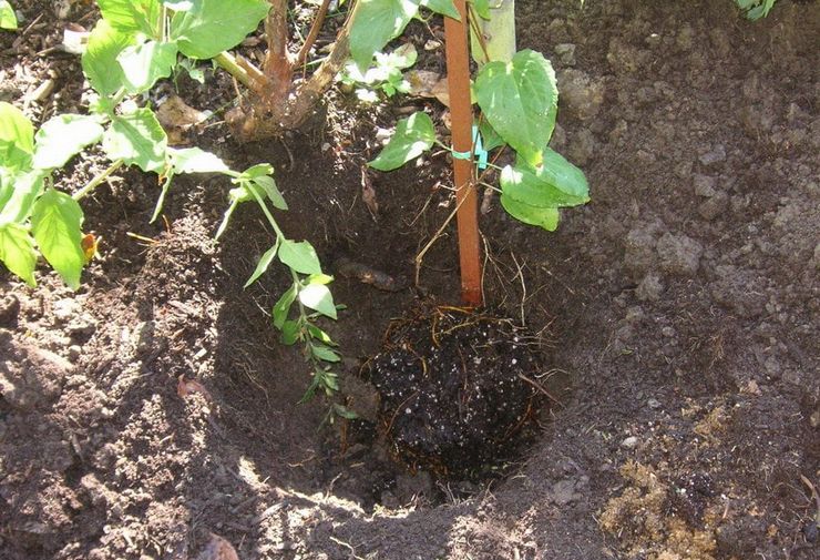 Planter des clématites au printemps