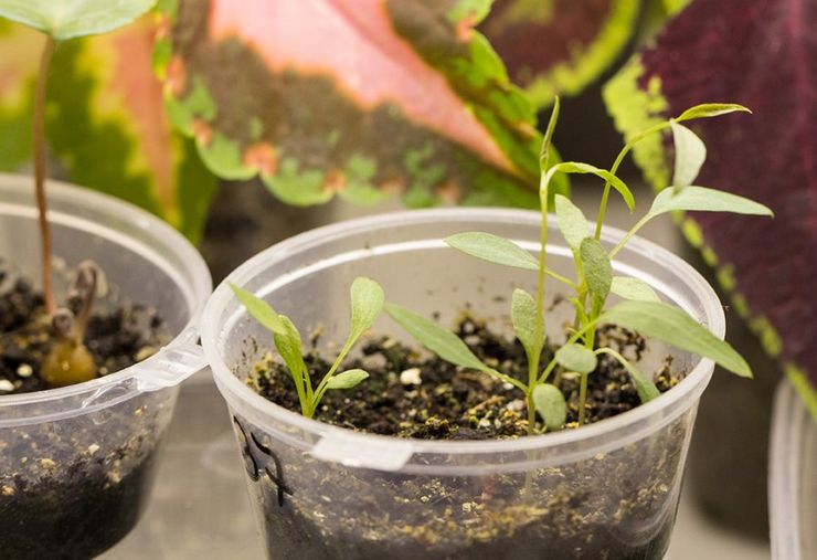 Comment prendre soin des plants de clématites