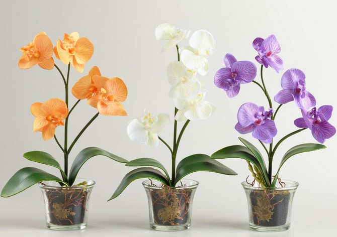Comment bien prendre soin des orchidées à la maison en hiver
