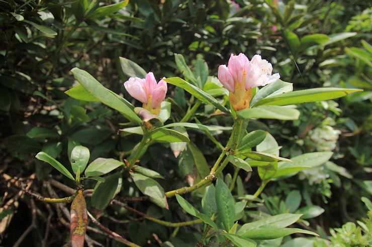 Variétés de rhododendrons du Caucase