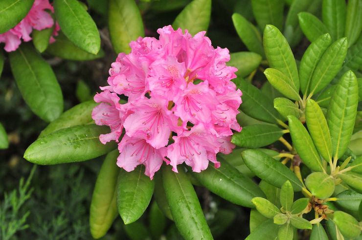 Description du rhododendron