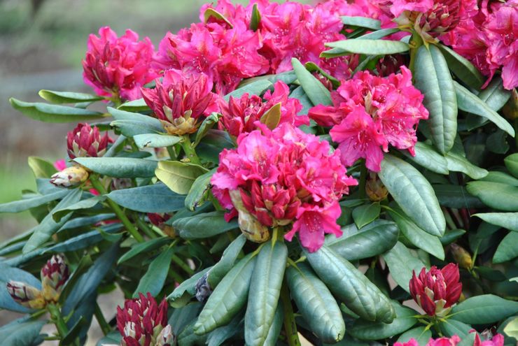 Propriétés utiles du rhododendron