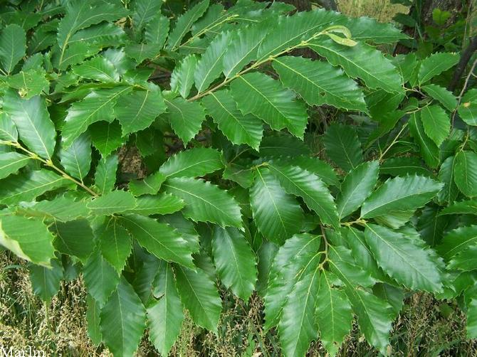 Les feuilles de châtaignier ont une forme unique, très belle