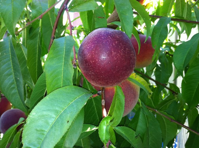 Description de fruit pomme étoile