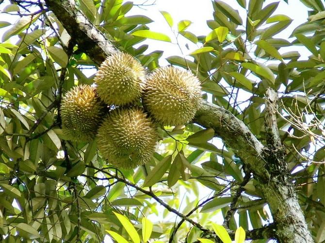 La civette durian est un grand arbre tropical atteignant 40 à 45 m de hauteur