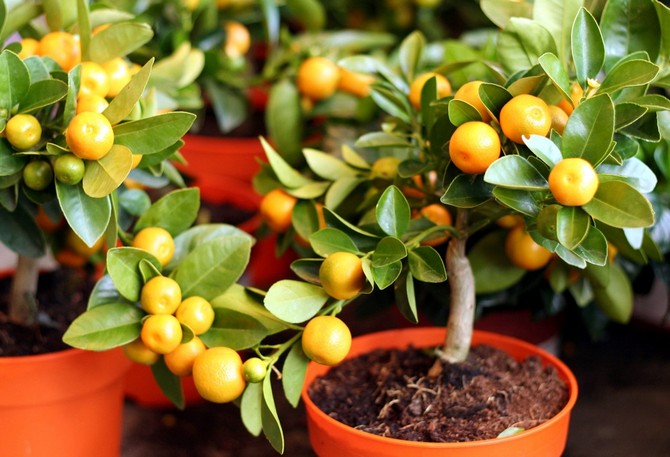 Quelles plantes fruitières peuvent être cultivées à la maison