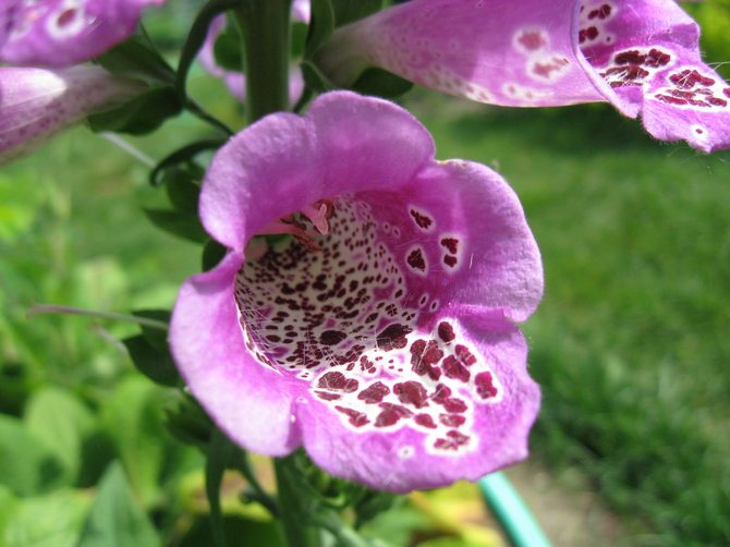les grandes fleurs décorent favorablement le jardin, sont également d'excellentes plantes à miel et servent de matières premières dans les produits pharmaceutiques