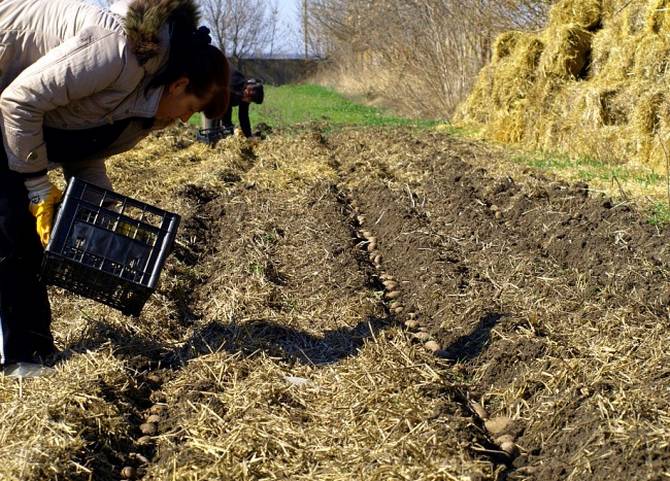 Technologie agricole pour la culture de pommes de terre sous paille