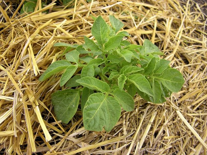 La paille protège les pommes de terre de diverses maladies et empêche la croissance des mauvaises herbes
