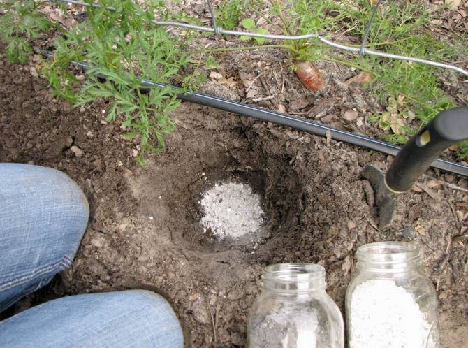 La cendre peut être ajoutée directement au sol en l'enfouissant à faible profondeur.