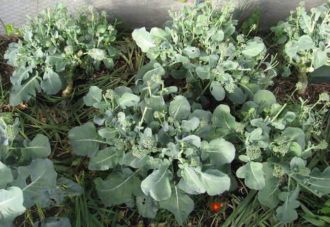 Arrosage, entretien et alimentation du chou brocoli