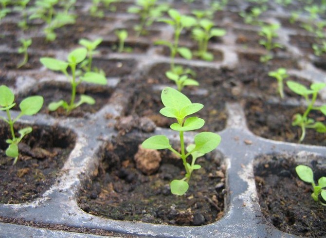 Le choix correct d'un substrat de terre pour la culture des plants est l'une des principales conditions pour obtenir une bonne récolte.