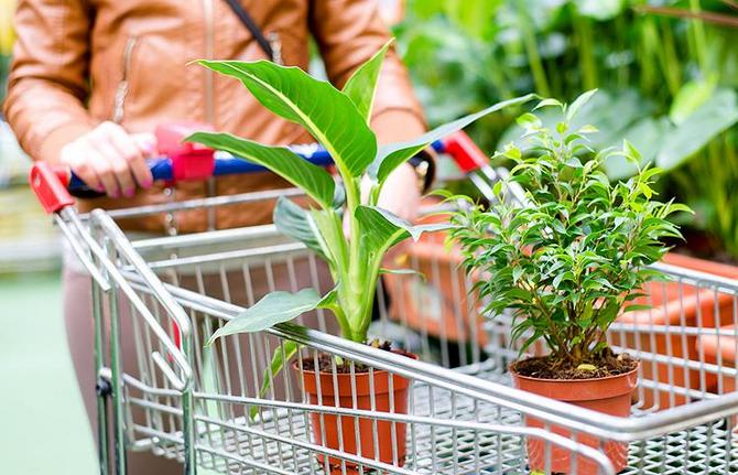 Comment acheter correctement une plante ou des fleurs