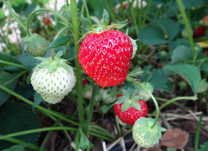 pour que les fraises donnent une récolte tout l'été, vous devez choisir au moins 5 à 6 variétés de fraises différentes