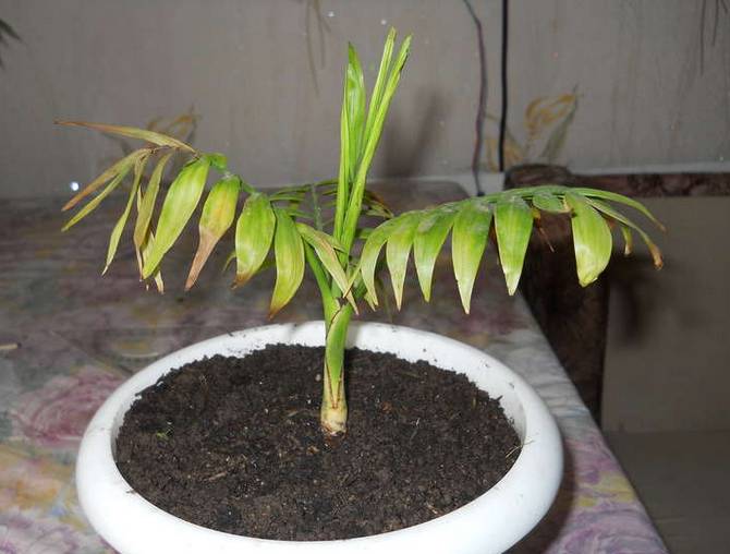 La plante peut dessécher les extrémités des feuilles - cela indique une humidité de l'air insuffisante.