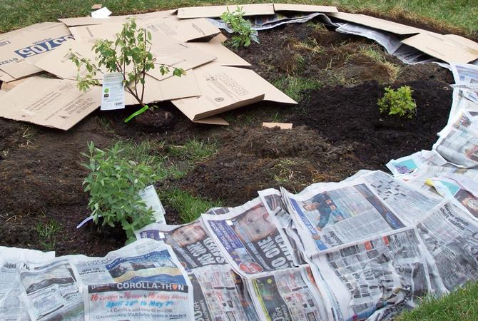 Des journaux lus en couleur et en noir et blanc peuvent être posés en toute sécurité sur les lits - ils deviendront un excellent paillis et empêcheront les mauvaises herbes de pousser.