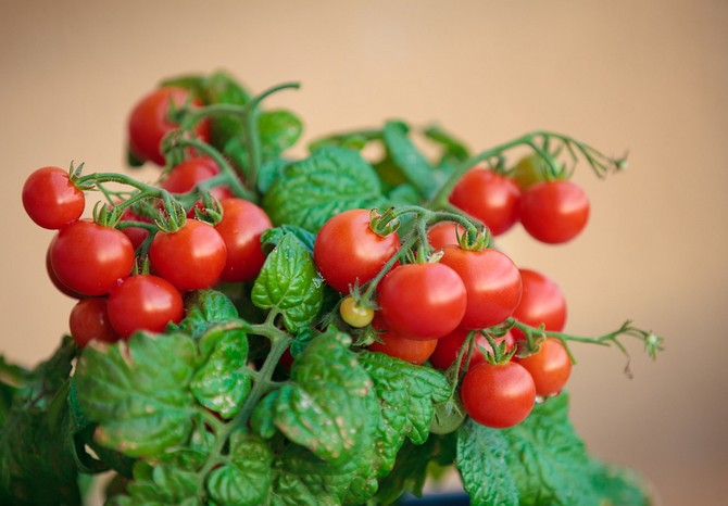 Tomates cerises sur le rebord de la fenêtre. Cultiver et prendre soin de la maison. Plantation et sélection