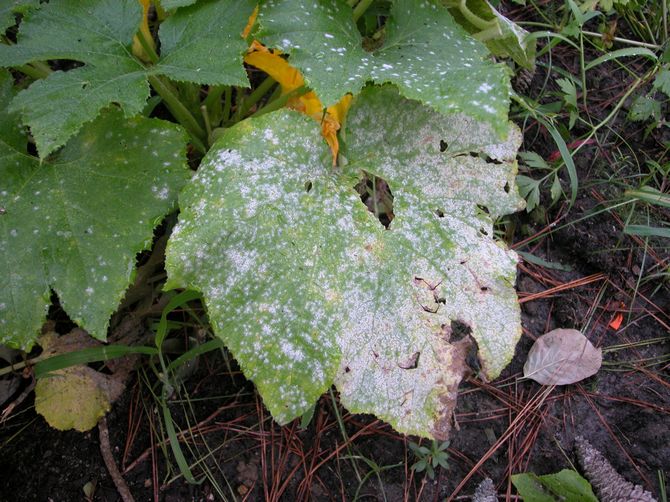 Des dommages sont apparus sur les feuilles des plants d'aubergine