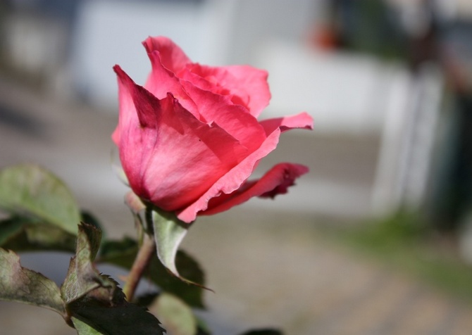 Description de la variété de roses Parise Charm